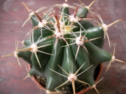 Ферокактус (Ferocactus hystrix)