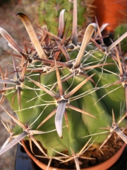 Ферокактус (Ferocactus herrerae v. flavispinus)