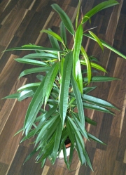 Фикус Али (Ficus Alii)