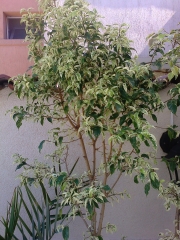 Фикус Бенджамин вариегатен (Ficus Benjamina variegated)