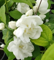 Филаделфус, кичест (Philadelphus)