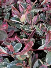 Фотиния, вариегатна (Photinia)