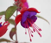 Фуксия, обичка (Fuchsia)