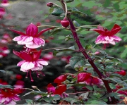 Фуксия, обичка (Fuchsia)