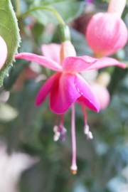 Фуксия, обичка, каскадна, кичеста (Fuchsia)