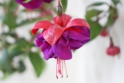 Фуксия, обичка, кичеста (Fuchsia)