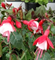 Фуксия, обичка, кичеста (Fuchsia)