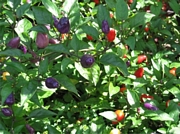 Декоративни люти чушки, стайни, пипер (Solanum)
