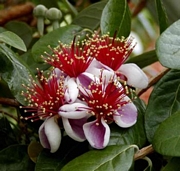Фейхуа, семена (Feijoa sellowiana Pineapple Guava)