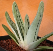 Гастералое (Gasteraloe cv. Pale Brother)