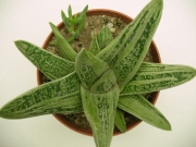 Гастерия (Gasteria cv. Little Warty variegated)