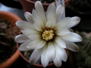 Гимнокалициум бял (Gymnocalycium)