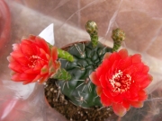 Гимнокалициум червен (Gymnocalycium baldanium)