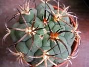 Гимнокалициум (Gymnocalycium)