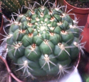 Гимнокалициум (Gymnocalycium)