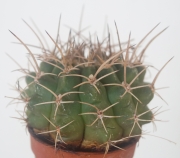 Гимнокалициум (Gymnocalycium)