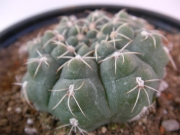 Гимнокалициум (Gymnocalycium baldanium)