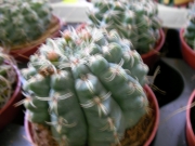 Гимнокалициум (Gymnocalycium baldanium)