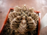 Гимнокалициум (Gymnocalycium mihanovichii filadelphibsae P430)