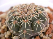 Гимнокалициум (Gymnocalycium sp.)