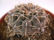 Гимнокалициум (Gymnocalycium sp.)
