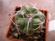 Гимнокалициум (Gymnocalycium valnicekianum ST0829-2)