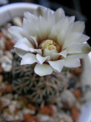 Гимнокалициум малък (Gymnocalycium bruchii)