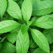 Гинура Прокумбенс, билка, спанака на дълголетието (Gynura Procumbens)