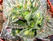 Грапава фаукария (Faucaria hybrid Clon Selected)
