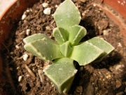 Грапава Фаукария (Faucaria tuberculosa)