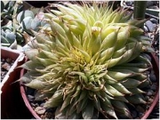 Граптоверия (Graptoveria cv. Silver Star)