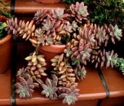 Граптоседум (Graptosedum Bronze Graptosedum - Alpenglow / Vera Higgins)