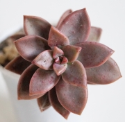 Граптоседум малък (GRAPTOSEDUM ALPENGLOW)