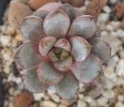 Граптоверия (Graptoveria Amethorum)