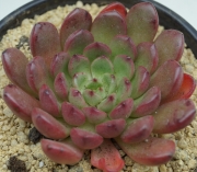 Граптоверия (Graptoveria Bashful)