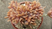 Граптоверия (GRAPTOVERIA FRED IVES CRISTATE)