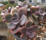 Граптоверия (Graptoveria Mrs Richards)