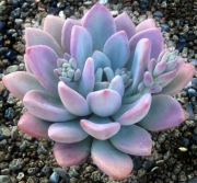 Граптоверия (Graptoveria opalina)