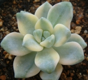 Граптоверия (Graptoveria Titubans variegata 살구미인금)