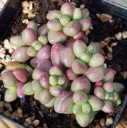 Гравтоверия (Graptoveria Purple Dream パープルドリーム v0509-157)
