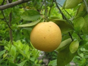 Грейпфрут (Citrus paradisi)
