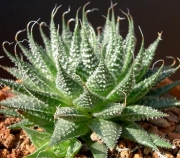 Хавортия аристата (Haworthia aristata)