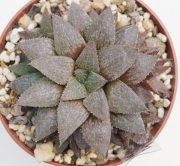 Хавортия емили хибрид (Haworthia emelyae hybrid)