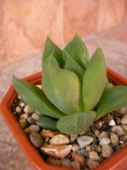 Хавортия (Haworthia cymbiformis)