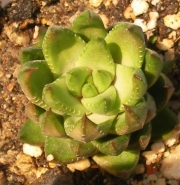Хавортия (Haworthia)