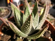 Хавортия (Haworthia)