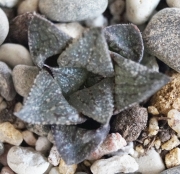 Хавортия (Haworthia)