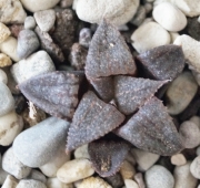 Хавортия (Haworthia)