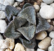 Хавортия (Haworthia)