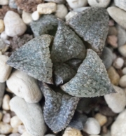 Хавортия (Haworthia)